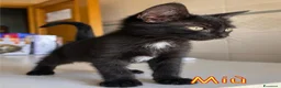 Europeo gatti in regalo:  MIU'  GATTINA DOLCISSIMA DI TRE MESI - Annuncio 4