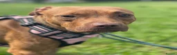 Meticcio cani in regalo: ALMA MAMMINA PIT - Annuncio 7