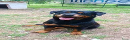 Rottweiler cani in regalo: Femmina Rotteweiler sterilizzata - Annuncio 3