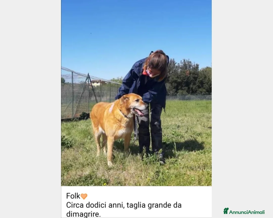 Meticcio cani in regalo: Folk, adozione del cuore  a Roma - Annuncio 8