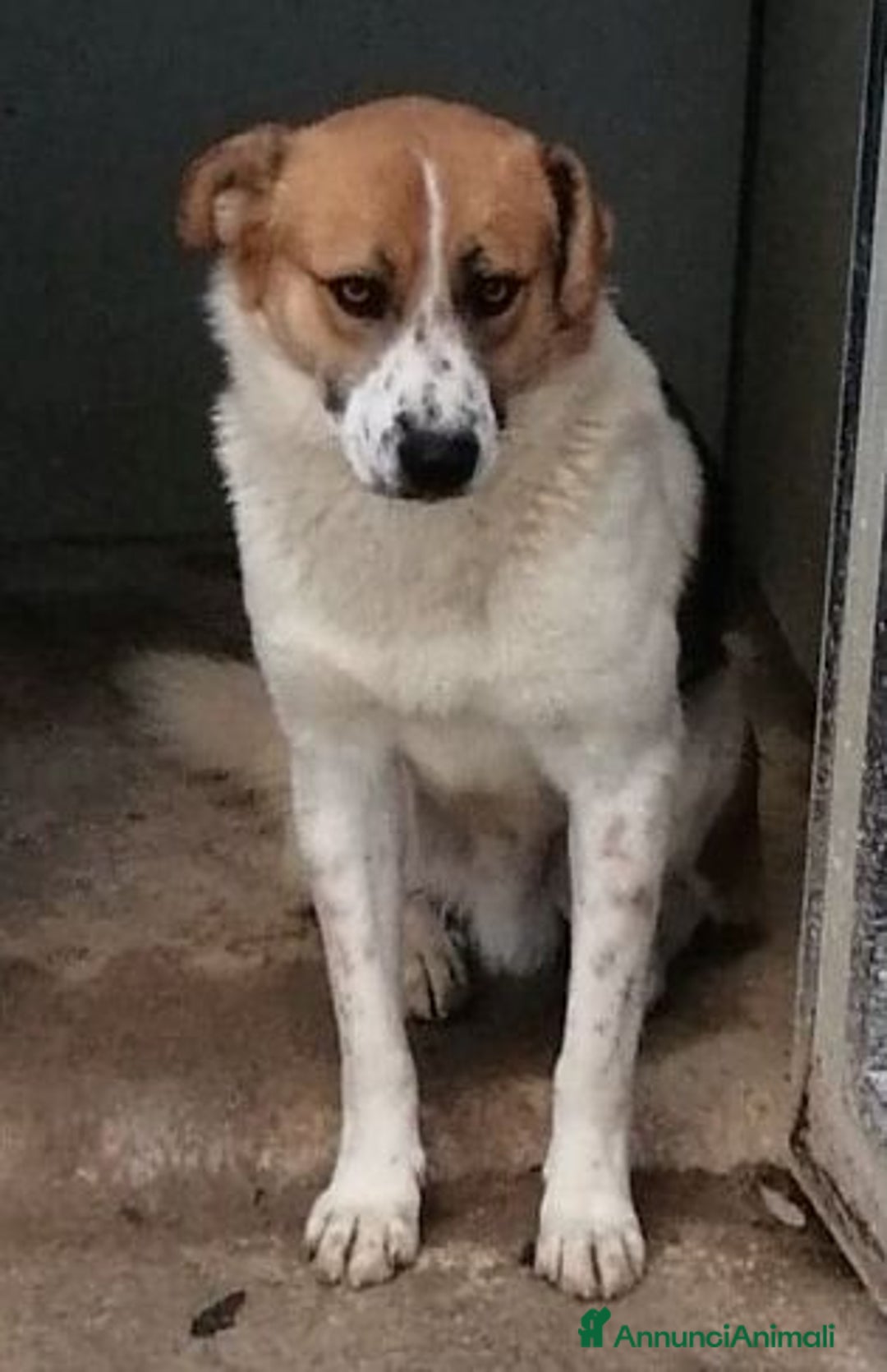 Meticcio cani in regalo: GERRY giovane triste coccolone - Annuncio 2