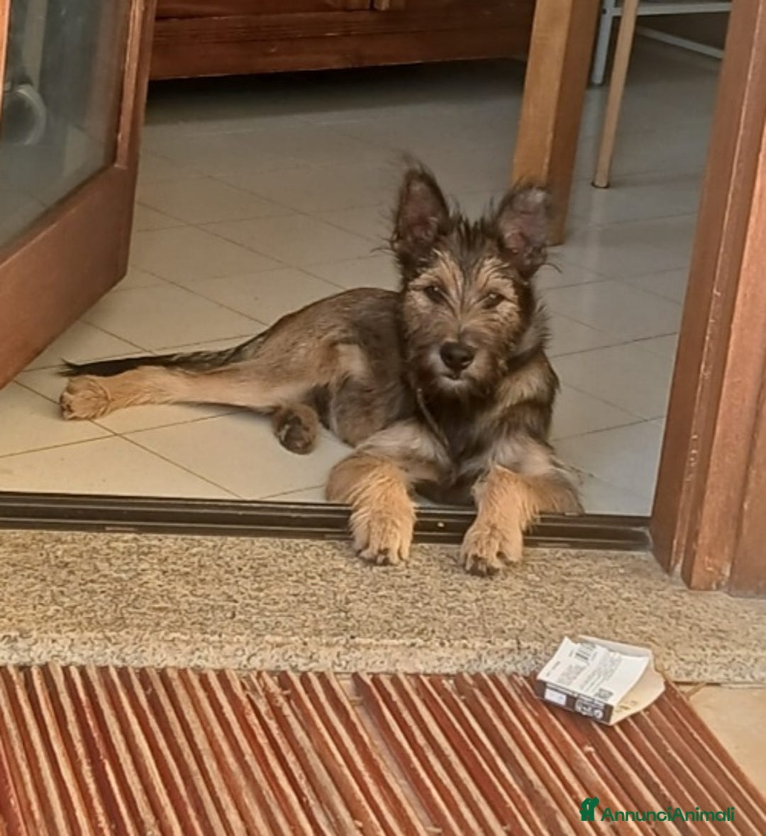 Meticcio cani in regalo: Baffetto 6/7mesi futura tg media URGENTE OLBIA - Annuncio 1