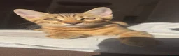Bengala gatti in vendita: Cuccioli bengala  a Provincia della Spezia - Annuncio 20