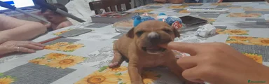 American Pitbull Terrier UKC 10