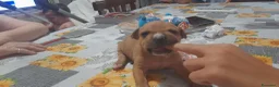 Pitbull cani in vendita: American Pitbull Terrier UKC  a Provincia di Alessandria - Annuncio 7