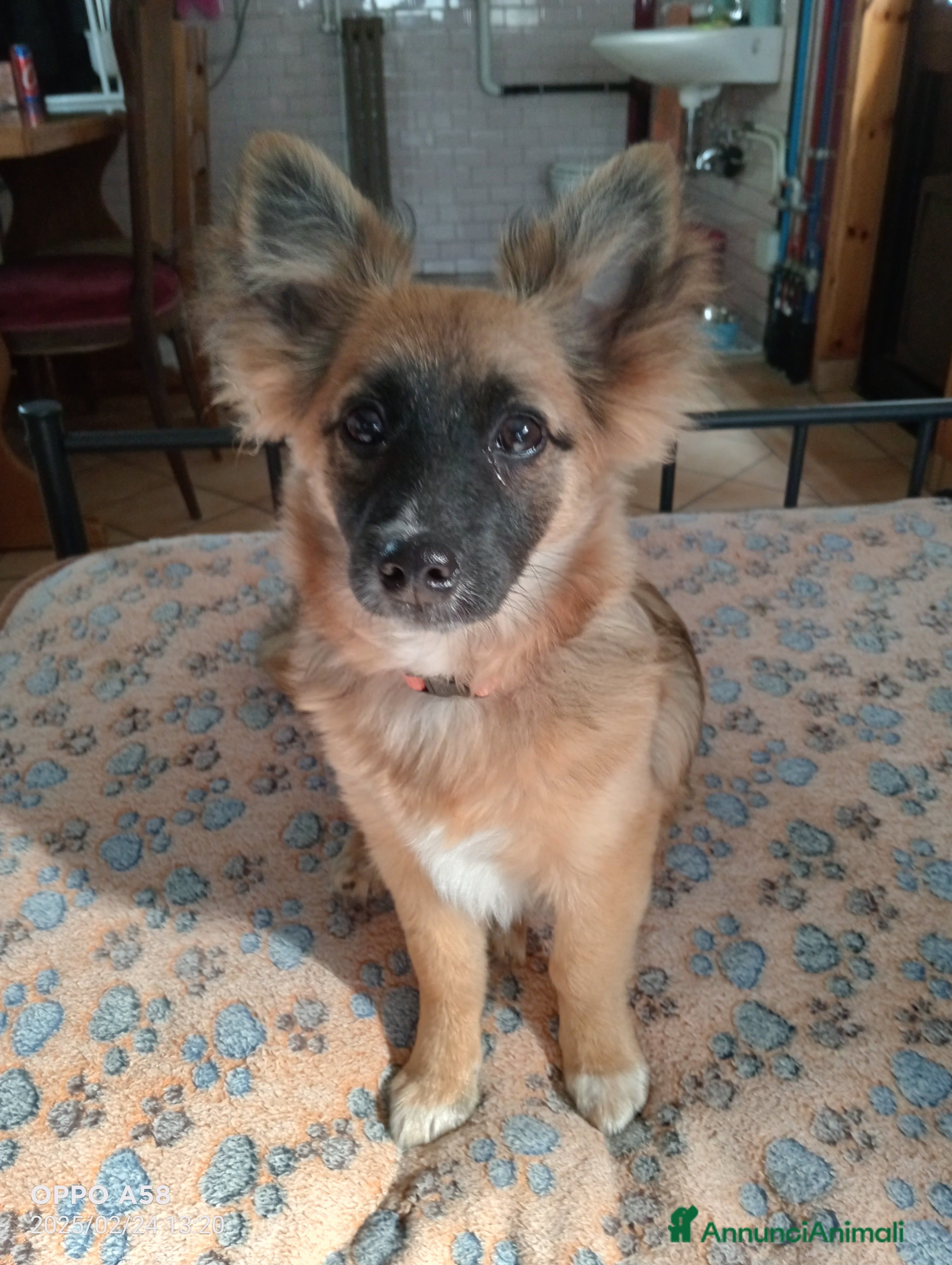 Meticcio cani Cucciola di 1 anno a Città Metropolitana di Venezia - Annuncio 2