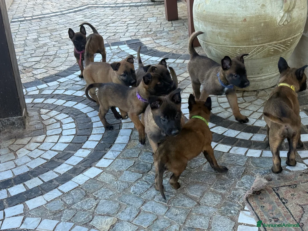 Pastore Belga cani in vendita: Pastore Belga Malinois a Provincia dell'Aquila - Annuncio 6