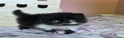 Persiano gatti in vendita: Cuccioli persiani  - Annuncio 3