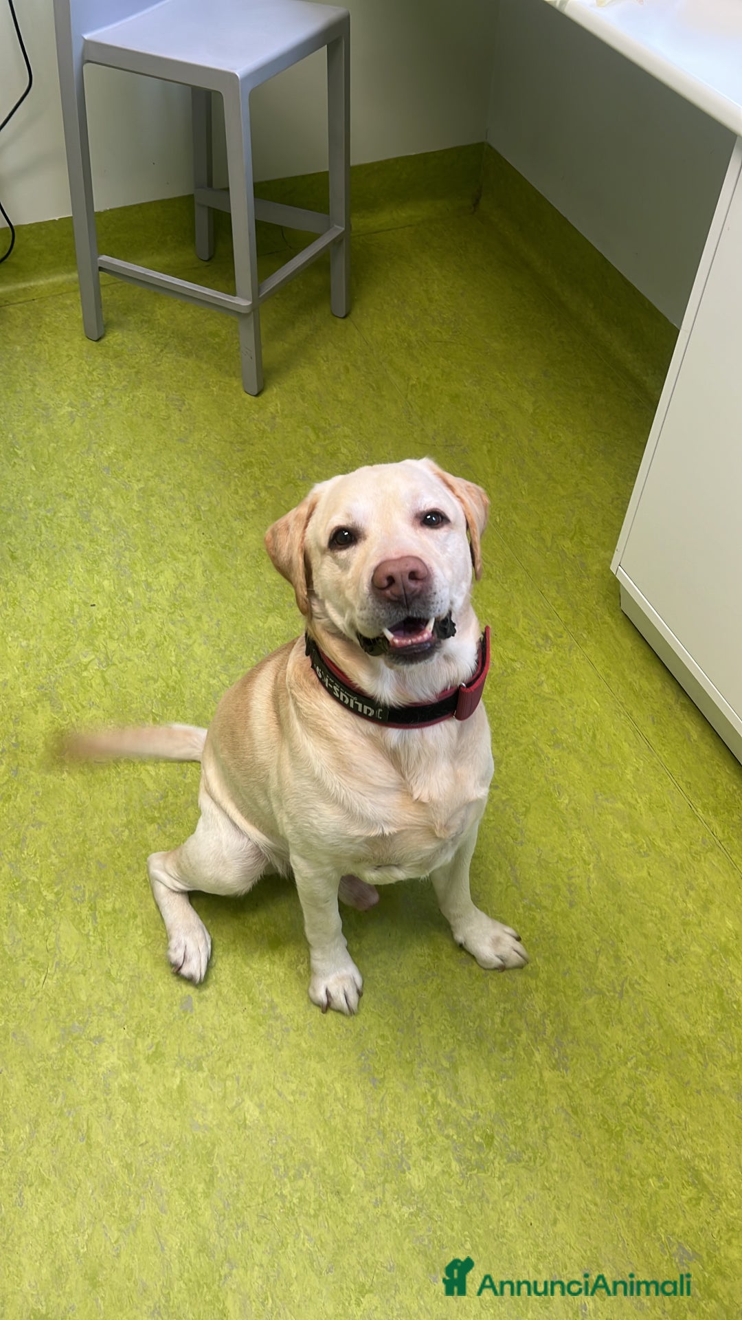 Labrador cani per accoppiamento: Cerco femmina di labrador per accoppiamento - Annuncio 4