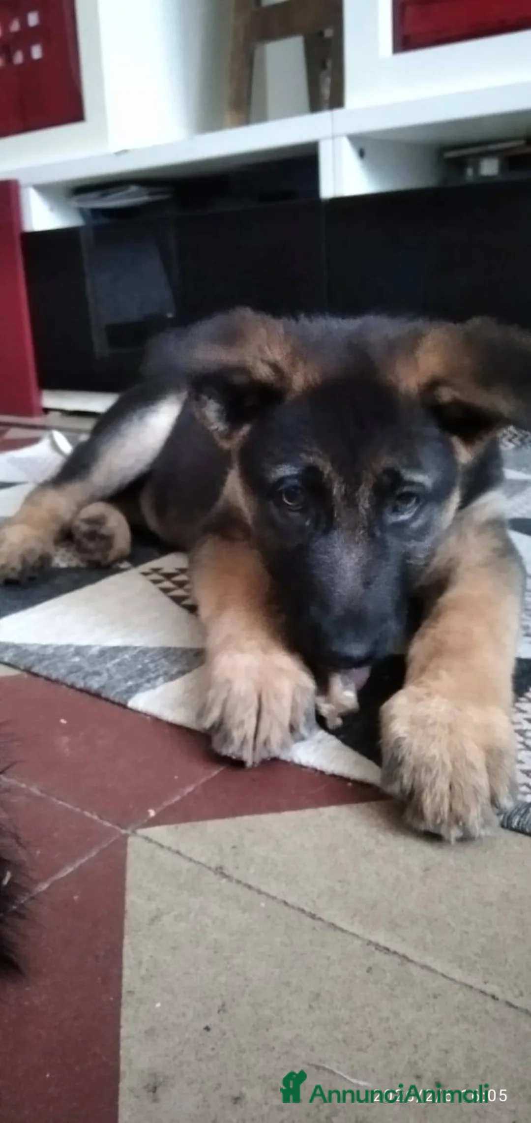 Meticcio cani in regalo: Gaia 3 mesi, bellissima - Annuncio 7