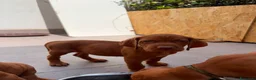 Bracco cani in vendita: Cuccioli di bracco ungherese (Viszla) disponibili - Annuncio 12