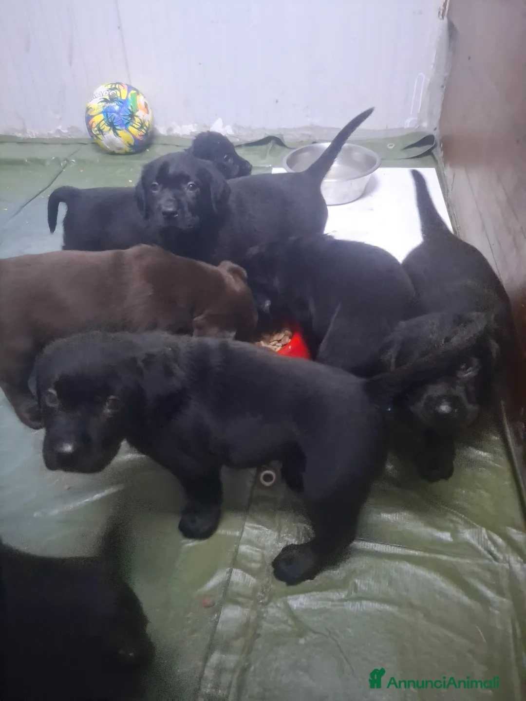 Labrador cani in vendita: Labrador retriver - Annuncio 3