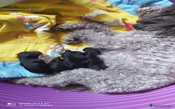 Barboncino Toy cani in vendita: Barboncina Nera Toy Pedigree Enci  - Annuncio 3