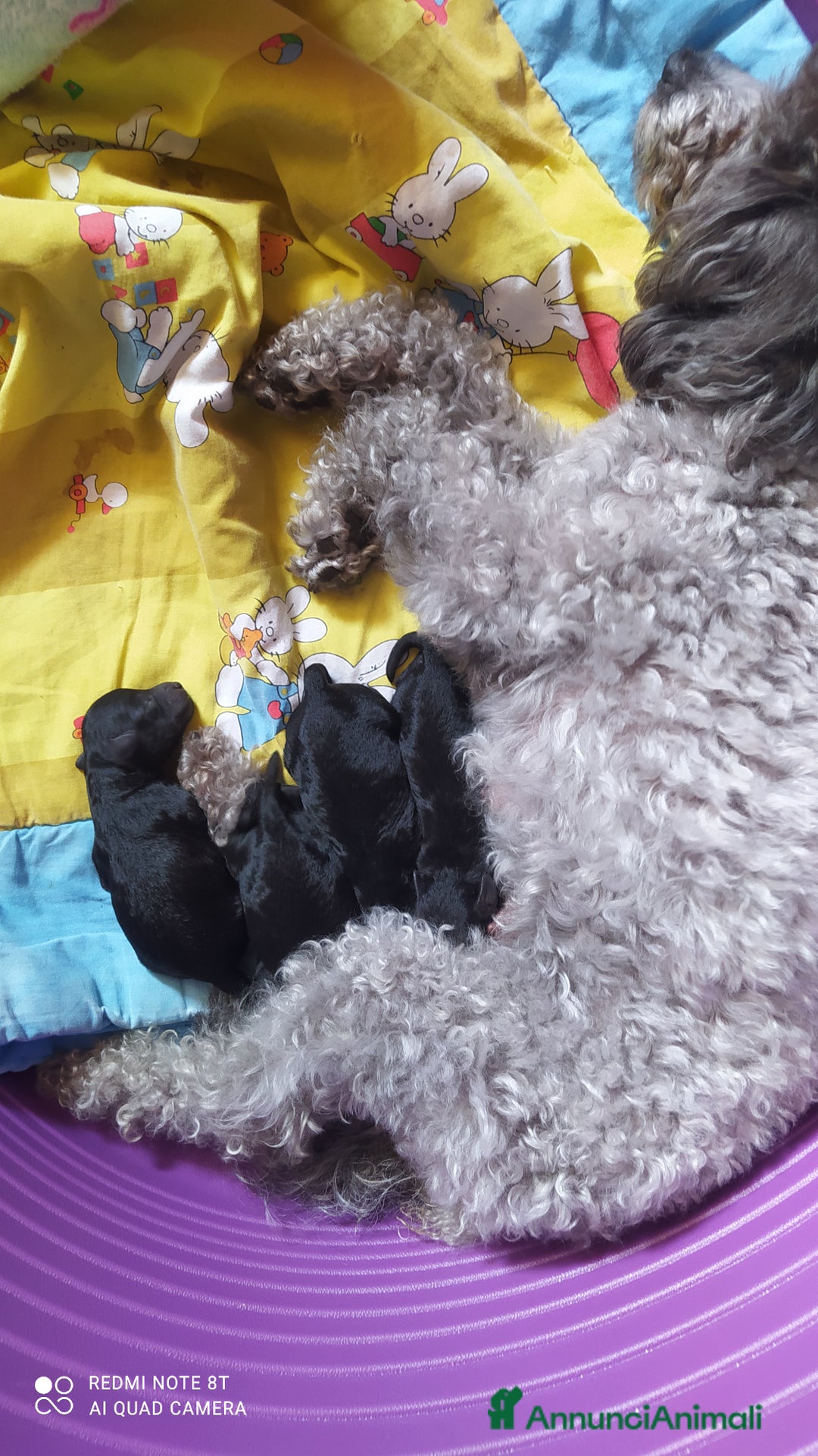 Barboncino Toy cani in vendita: Barboncina Nera Toy Pedigree Enci  - Annuncio 3