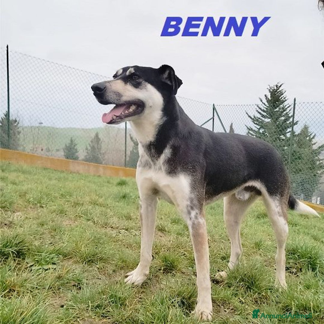 Meticcio cani in regalo: BENNY bel timidino, ama giocare con le palline - Annuncio 2