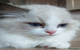 Ragdoll gatti in vendita: Cuccioli Ragdoll a Provincia di Bergamo - Immagine 3