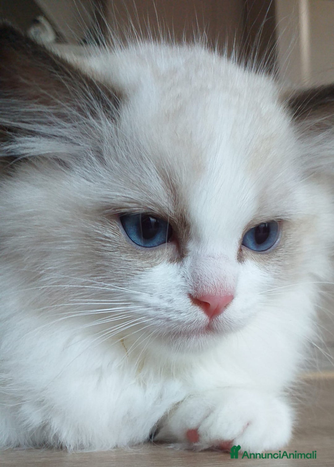 Ragdoll gatti in vendita: Cuccioli Ragdoll a Provincia di Bergamo - Immagine 3