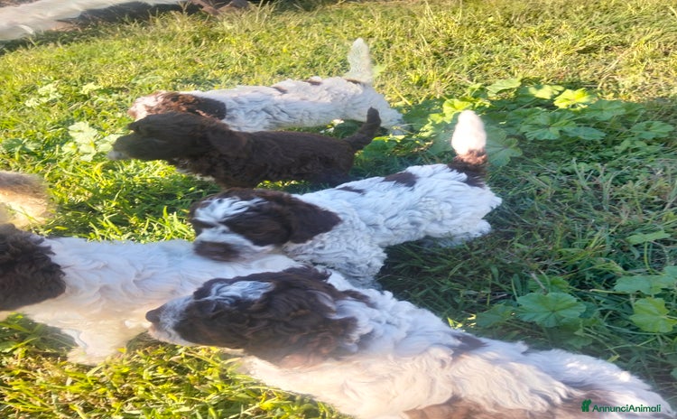 Lagotto cani - Annuncio 3