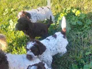Lagotto cani Lagotto romagnolo cuccioli - Annuncio 4