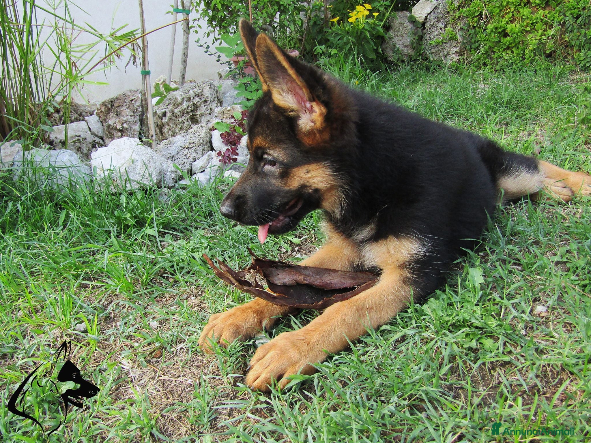 Pastore Tedesco cani Pastore tedesco selezionati. Cucciolo femmina - Annuncio 2