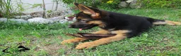 Pastore Tedesco cani in vendita: Pastore tedesco selezionati. Cucciolo femmina - Annuncio 2