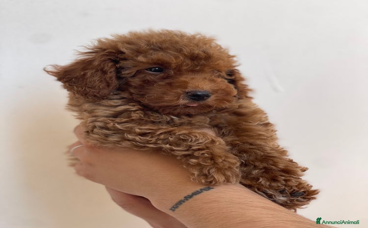 Barboncino Toy cani - Annuncio 2