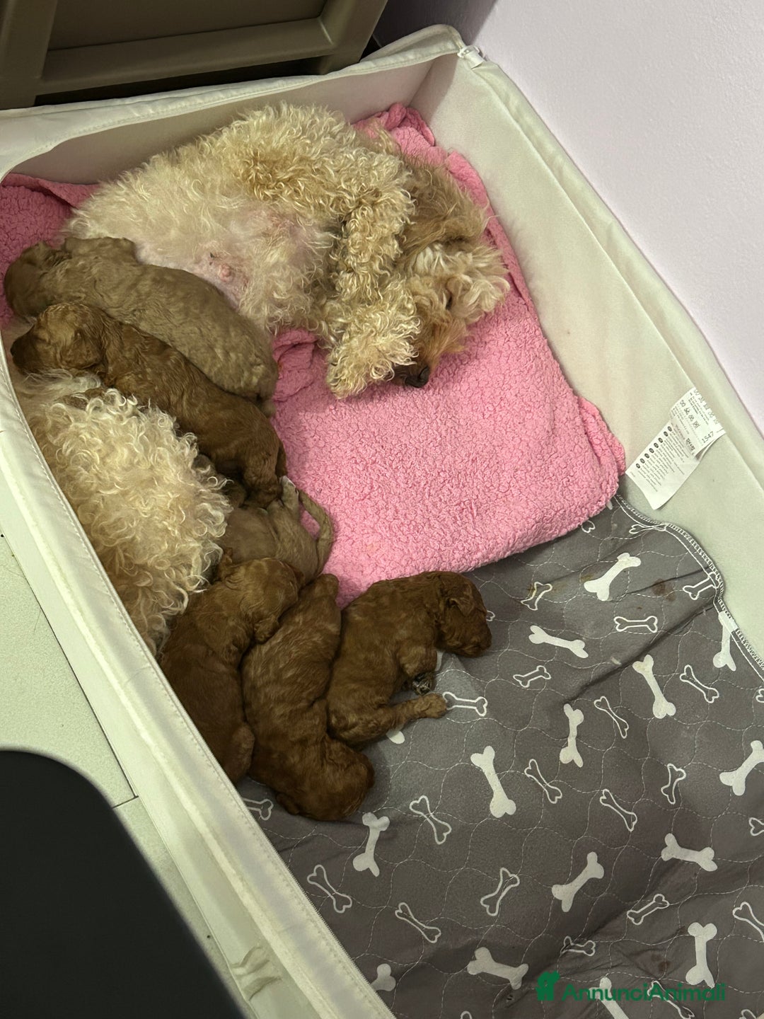 Barboncino cani in vendita: Cuccioli barboncini  - Annuncio 7