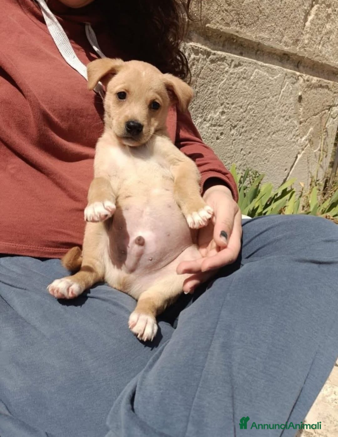 Meticcio cani BUDINO 💙 - dolcissimo mix Labrador cerca casa - Annuncio 23