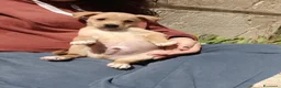 Meticcio cani in regalo: BUDINO 💙 - dolcissimo mix Labrador cerca casa - Annuncio 1