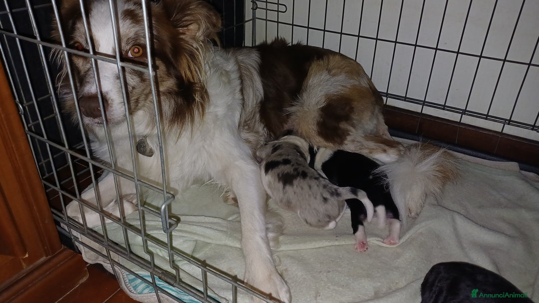 Border Collie cani in vendita: Crazy Colors - Annuncio 3