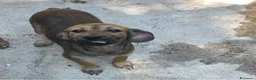 Meticcio cani in regalo: PICCOLA CUCCIOLA DA AMARE - Annuncio 5