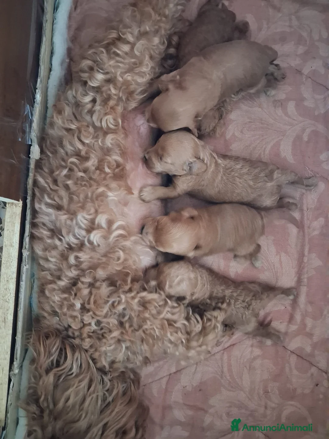 Barboncino Toy cani in vendita: Barboncini Toy disponibili  - Annuncio 2