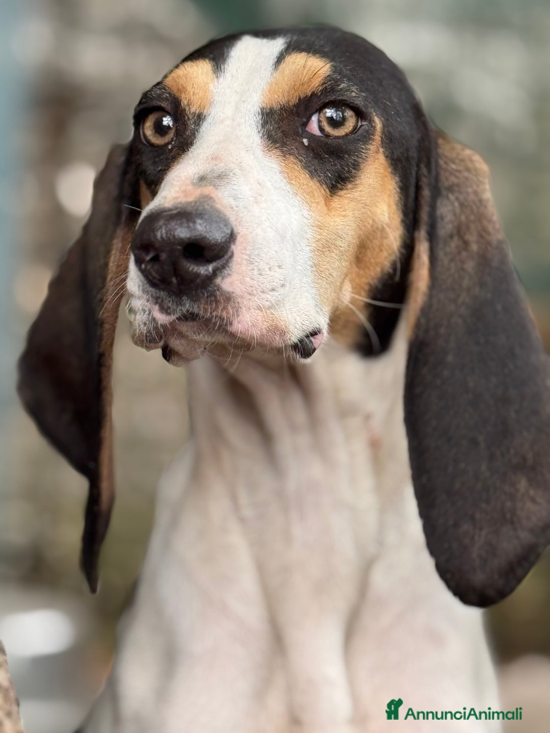 Ariegeois cani in regalo: Papaya - giovane allegra peperina in canile - Annuncio 3