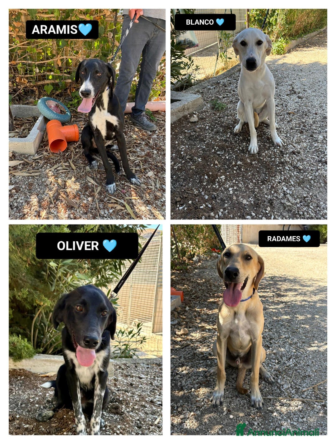 Altre razze cani in regalo: aramis blanco radames - Annuncio 1