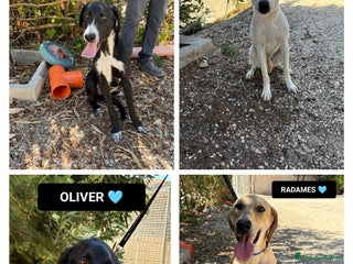 Altre razze cani aramis blanco radames - Annuncio 21