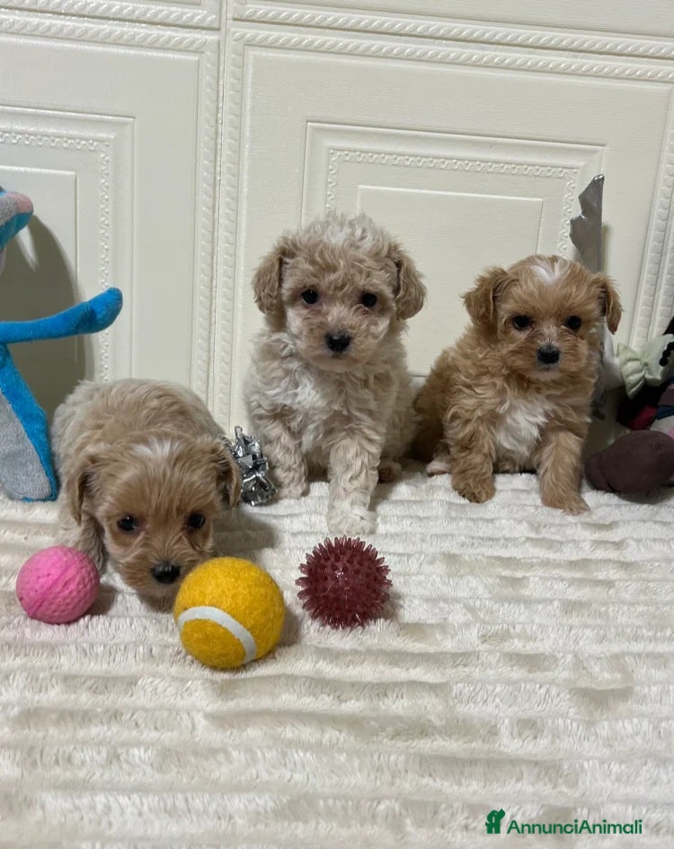 Maltipoo cani 🩷3 splendidi cuccioli di Maltipoo🩷 - Annuncio 3