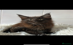 Maine Coon gatti in vendita: Maine coon a Provincia di Cremona - Immagine 2