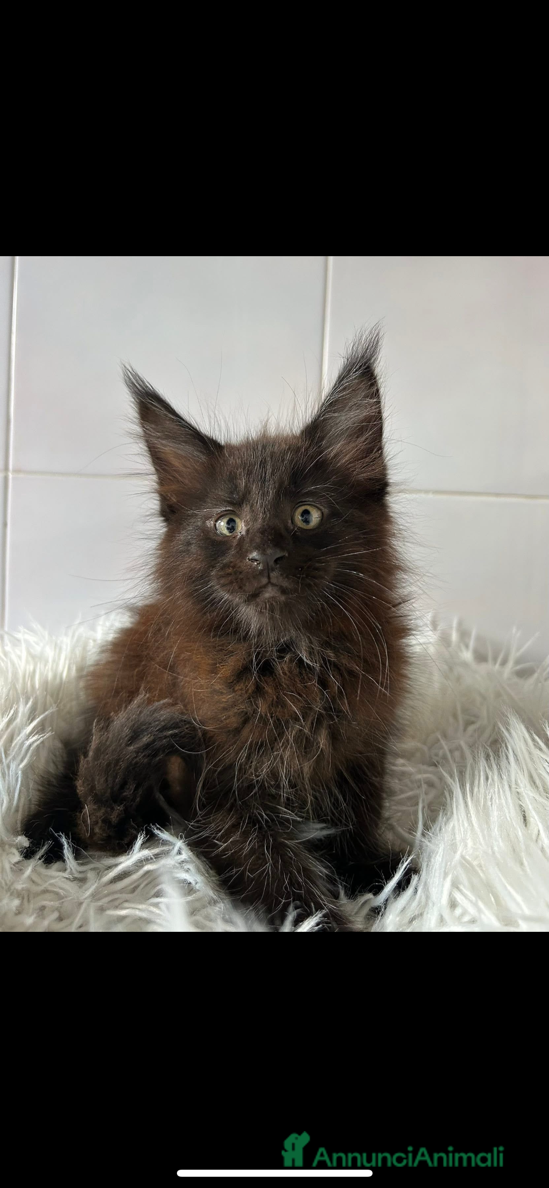 Maine Coon gatti in vendita: Maine coon a Provincia di Cremona - Immagine 2