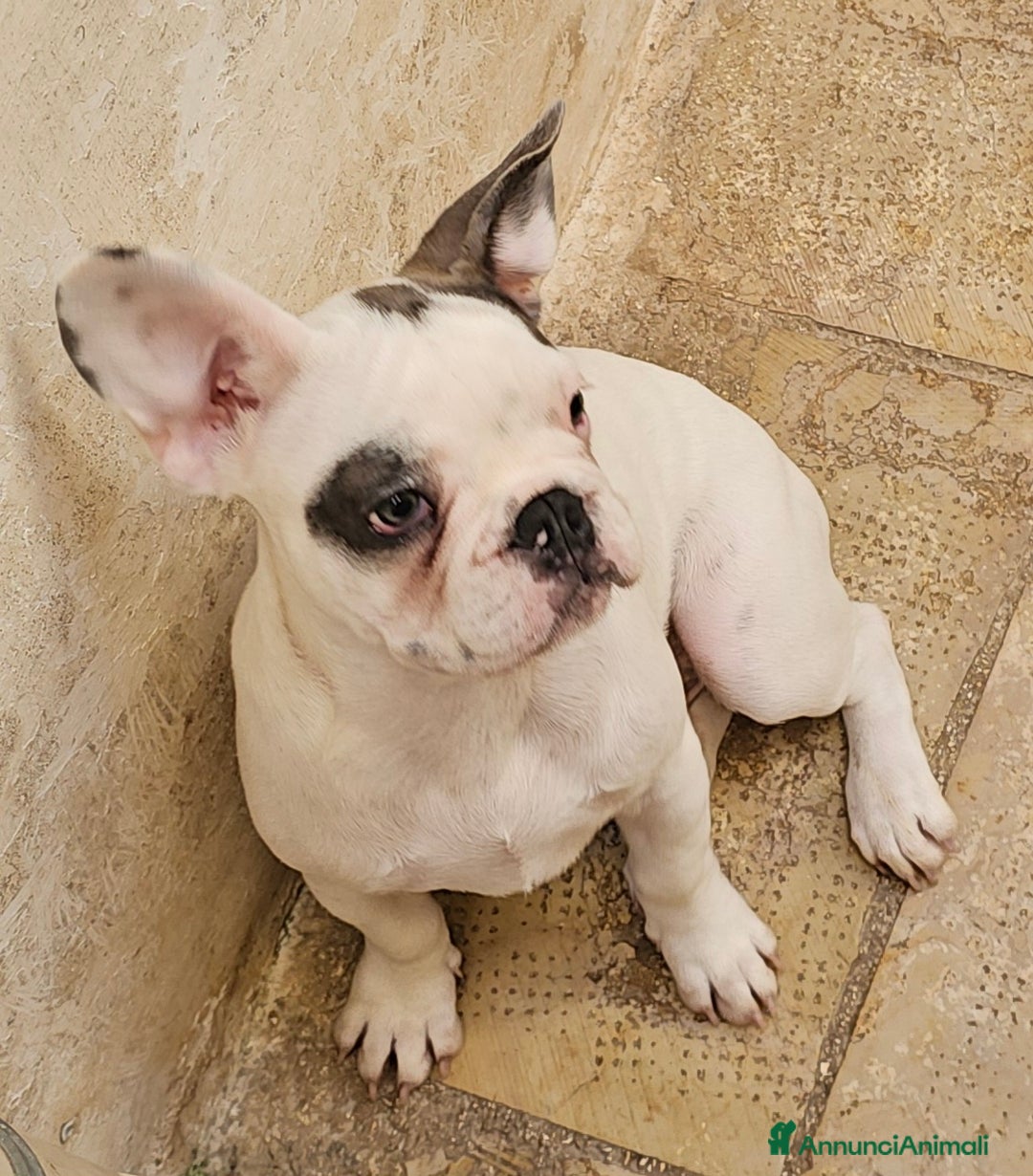 Bulldog Francese cani in vendita: Straordinario  cucciolo di bulldogue Feancese! - Annuncio 4