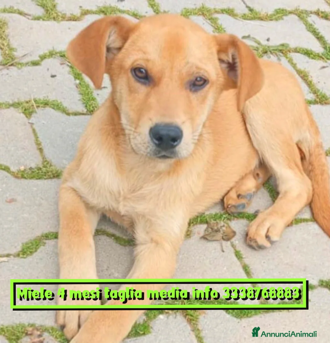 Meticcio cani in regalo: Miele cucciolo di 4 mesi cerca casa 🙏🏻 - Annuncio 1