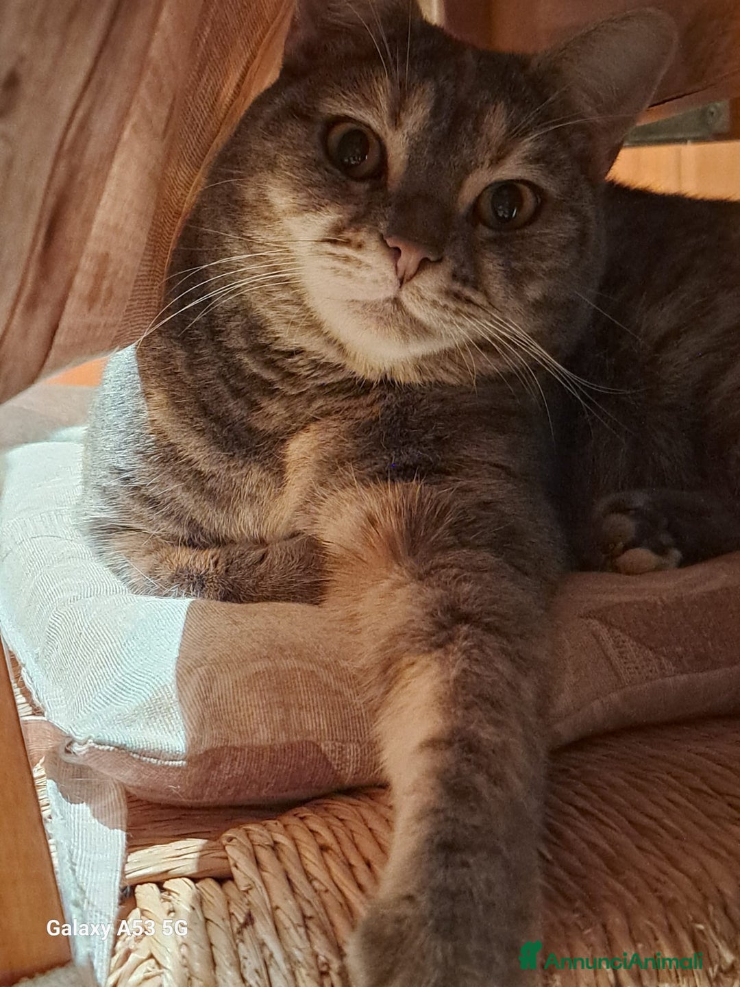 Europeo gatti in regalo: cuccioli 9 mesi cercano casa🖤 - Annuncio 6