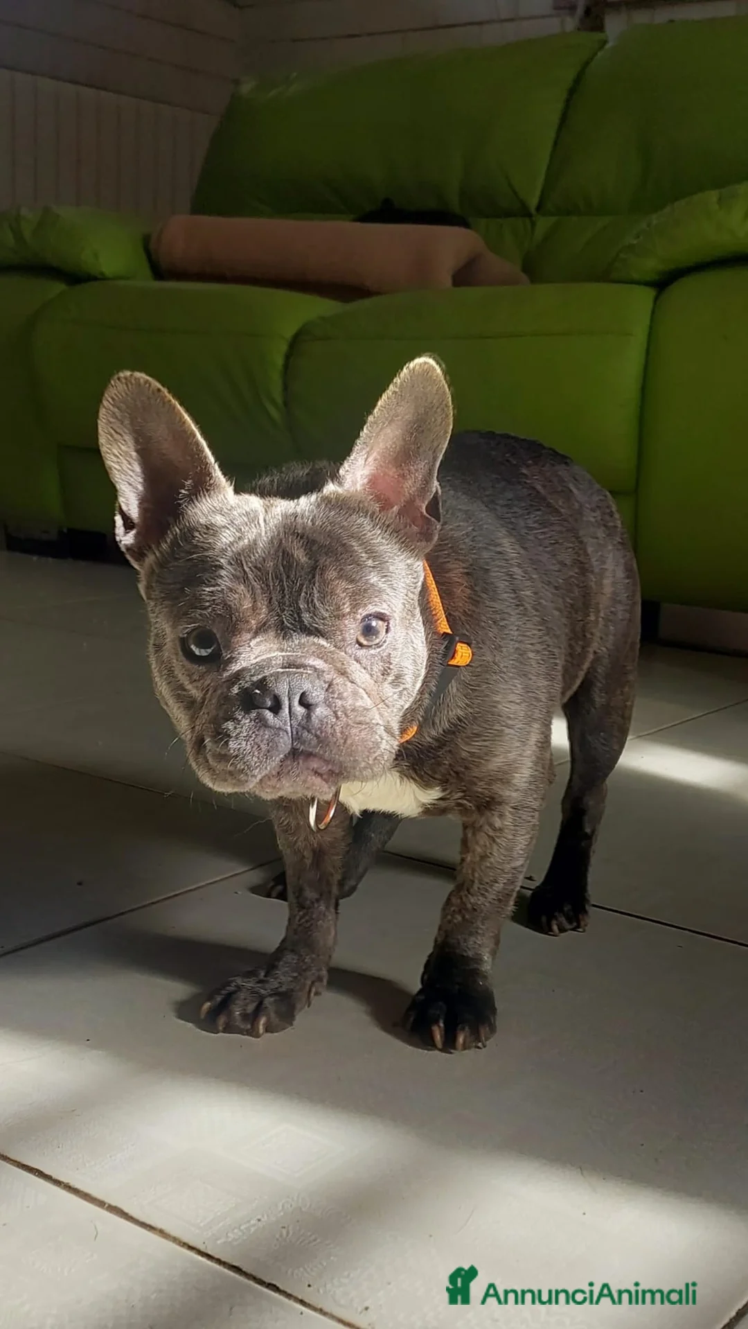 Bulldog Francese cani in regalo: Shamus Cerca Famiglia. Info Monica 3890238584 - Annuncio 15