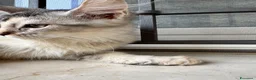 Maine Coon gatti in vendita: Cucciola Maine coon shaded pedigree tre rate - Annuncio 9