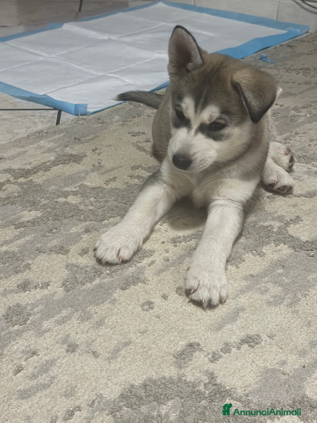 Husky cani in vendita: Siberian husky - Annuncio 3