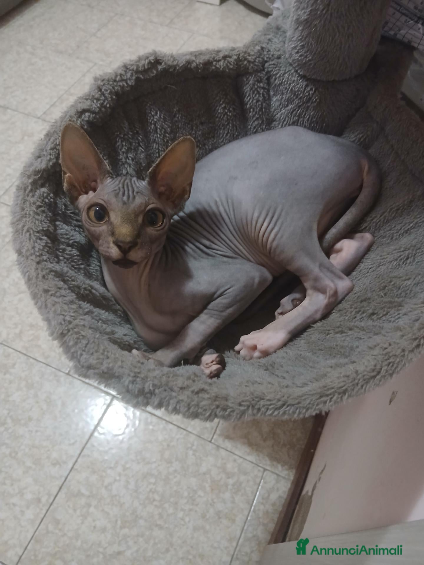 Sphynx gatti Gatto Nudo - Annuncio 3