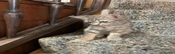 Meticcio gatti in vendita: Gattino simpatico  - Annuncio 5