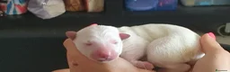 Pastore Svizzero cani in vendita: Cuccioli pastore svizzero bianco - Annuncio 12