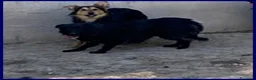 Meticcio cani in regalo: SABRINA una timidina - Annuncio 2