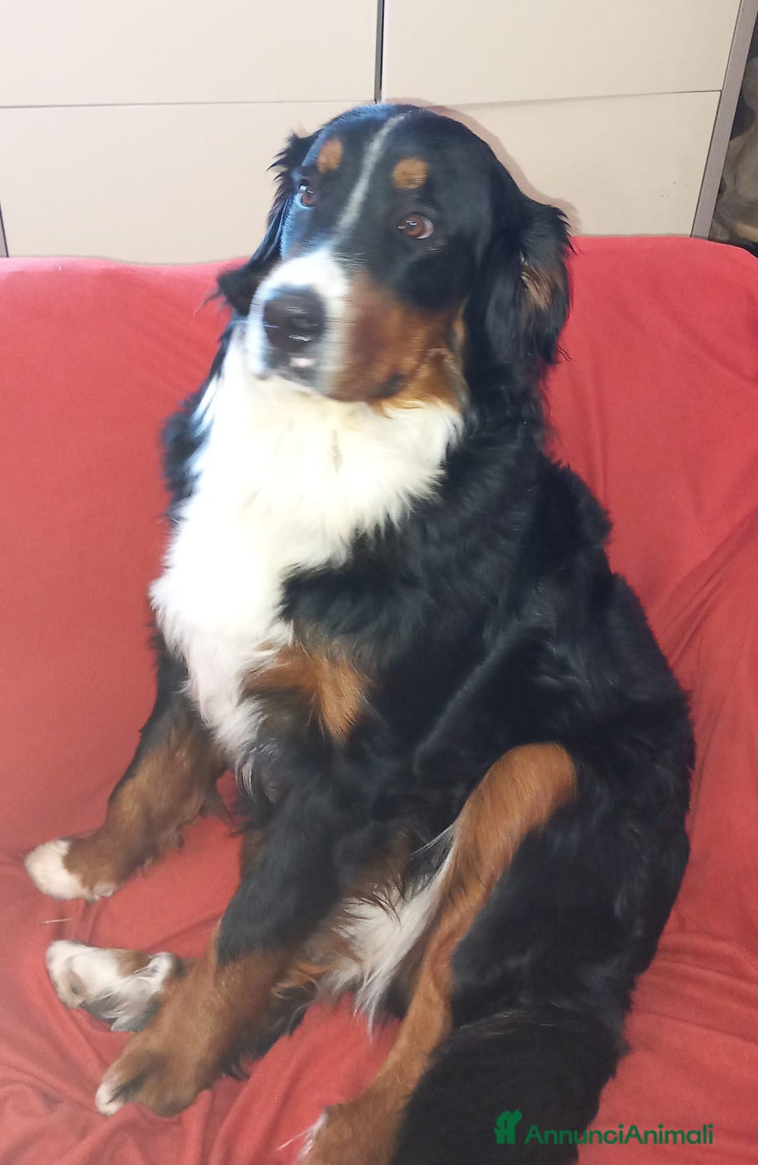 Bovaro del Bernese cani in vendita: Cuccioli di bovaro del bernese a Provincia della Spezia - Immagine 7