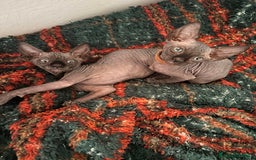 Sphynx gatti in vendita: Sphynx canadian black con pedigree a Provincia di Modena - Immagine 7